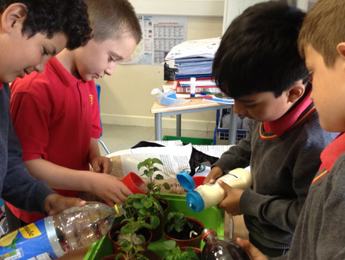 Year 3 - What do plants need to survive?