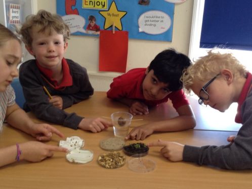 Year 2 observe rapid growth of their seeds