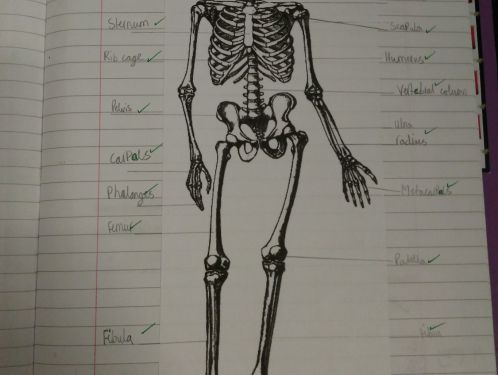 Year 4 sketch and study their skeletons