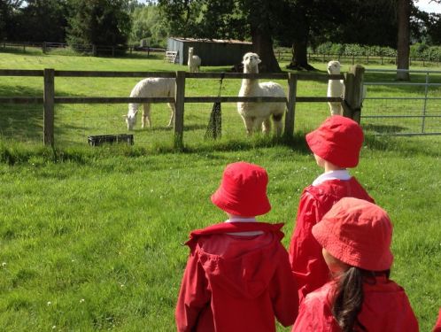 Year 1 meet the alpacas at Peterley Manor Farm