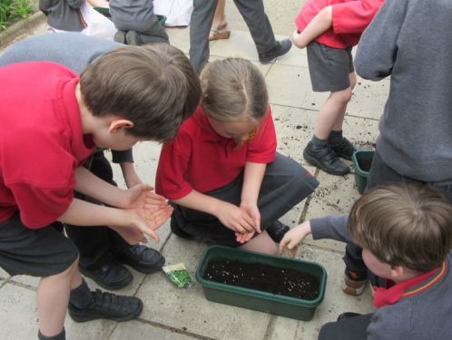 Year 2 plant a mixture of salad seeds