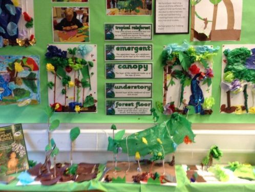 Year 4 discover the wonders of the rainforest